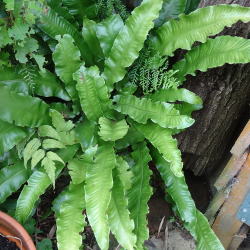 Asplenium scolopendrium