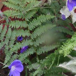 Athyrium filix-femina