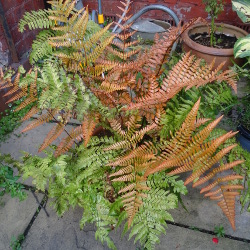 Dryopteris erythrosora