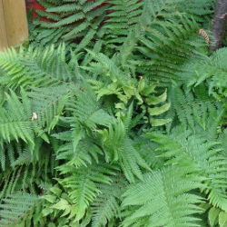 Dryopteris filix-mas