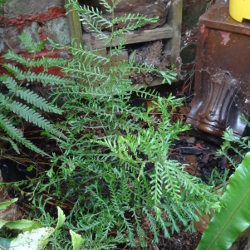 Dryopteris filix-mas 'Linearis Polydactyla'