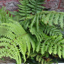 Dryopteris wallichiana