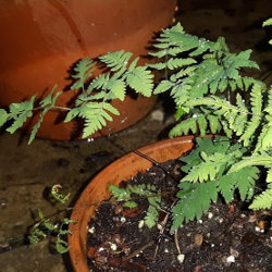 Gymnocarpium dryopteris
