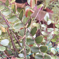 Pellaea rotundifolia