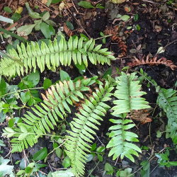 Polystichum munitum