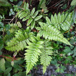 Polystichum polyblepharum
