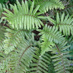 Polystichum polyblepharum