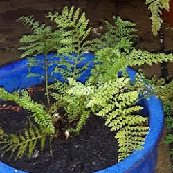 Polystichum setiferum
