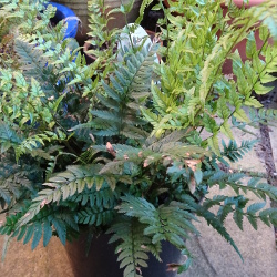 Polystichum tsussimense